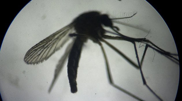 Zika virüsü sanılandan daha büyük bela