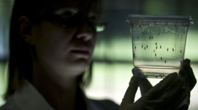 Zika virüsüyle mikrosefali bağlantısı saptandı