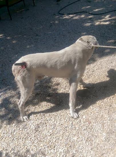 Sokak Hayvanlari Sahiplenilmeyi Bekliyor Gundem